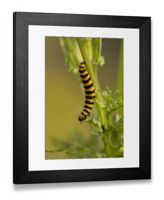 Framed Print : Cinnabar Moth (Tyria jacobaeae) caterpillar, feeding on ragwort leaf, Yorkshire, England, July Framed Print : Cinnabar Moth (Tyria jacobaeae) caterpillar, feeding on ragwort leaf, Yorkshire, England, July