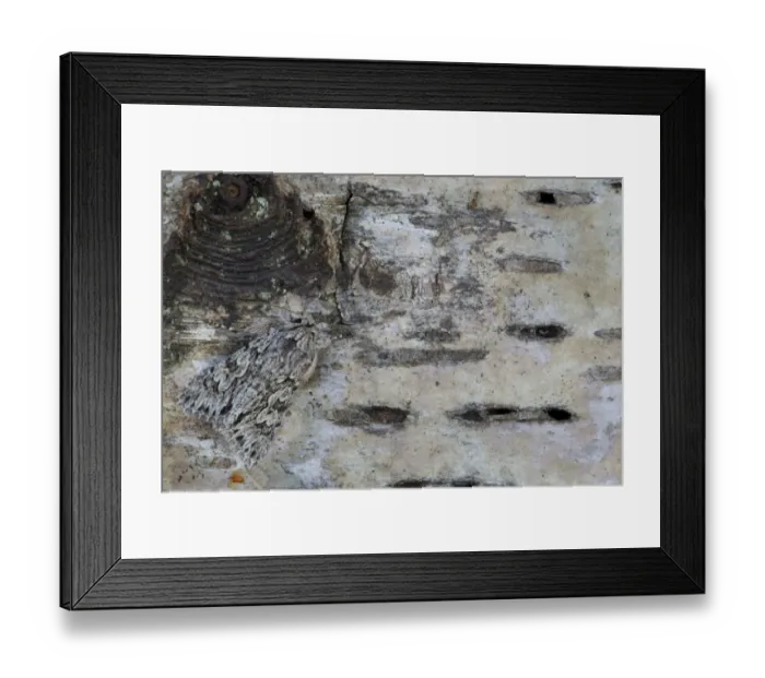 Framed Print : Early Grey Moth (Xylocampa areola) adult, resting on birch bark, Sheffield, South Yorkshire, England, April Framed Print : Early Grey Moth (Xylocampa areola) adult, resting on birch bark, Sheffield, South Yorkshire, England, April