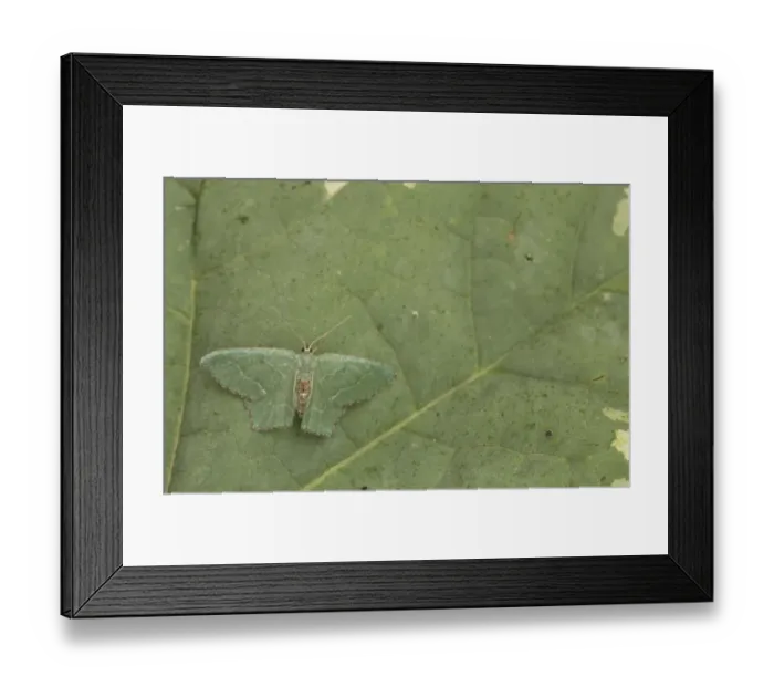 Framed Print : Common Emerald (Hemithea aestivaria) adult, resting on leaf, Sheffield, South Yorkshire, England, July Framed Print : Common Emerald (Hemithea aestivaria) adult, resting on leaf, Sheffield, South Yorkshire, England, July