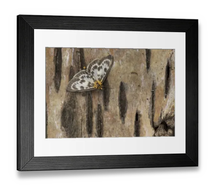Framed Print : Small Magpie (Eurrhypara hortulata) adult, resting on birch bark, Sheffield, South Yorkshire, England, June Framed Print : Small Magpie (Eurrhypara hortulata) adult, resting on birch bark, Sheffield, South Yorkshire, England, June