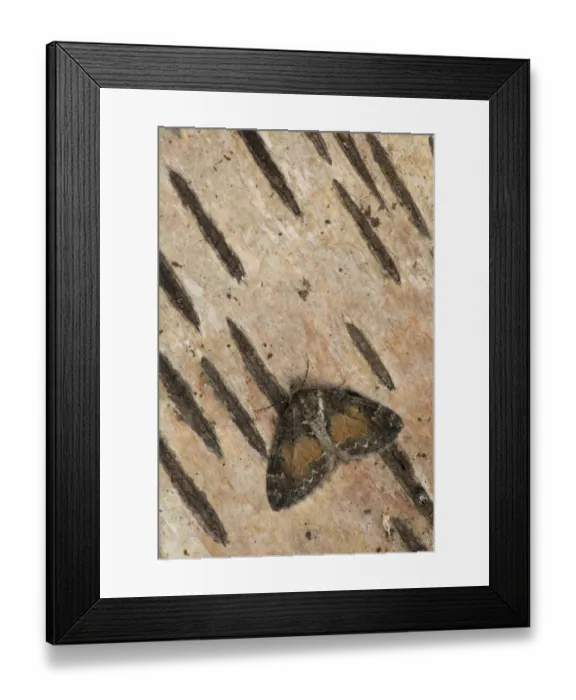 Framed Print : Common Marbled Carpet (Chloroclysta truncata) adult, resting on birch bark, Sheffield, South Yorkshire, England, June Framed Print : Common Marbled Carpet (Chloroclysta truncata) adult, resting on birch bark, Sheffield, South Yorkshire, England, June