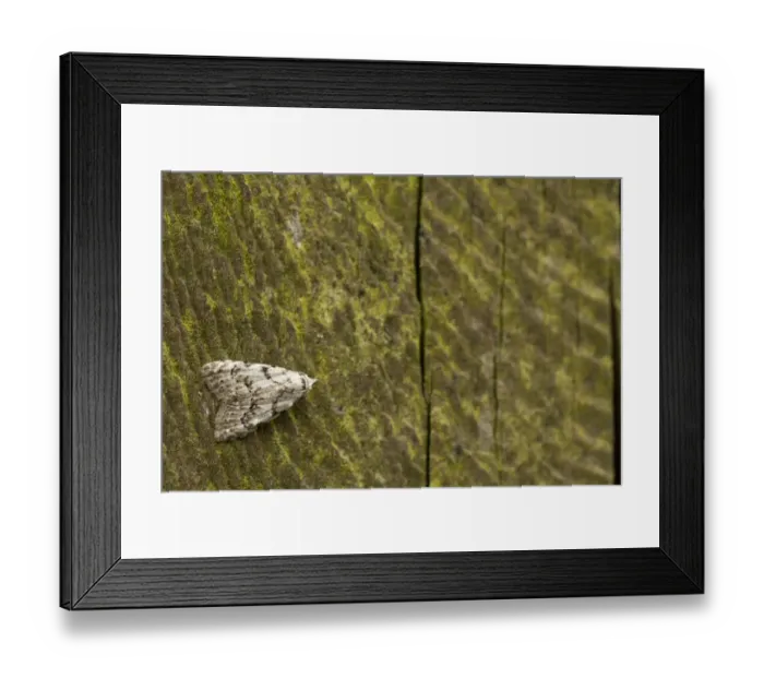 Framed Print : Least Black Arches (Nola confusalis) adult, resting on fencepost, Sheffield, South Yorkshire, England, June Framed Print : Least Black Arches (Nola confusalis) adult, resting on fencepost, Sheffield, South Yorkshire, England, June