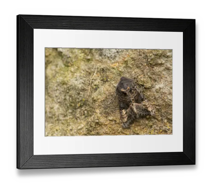 Framed Print : Small Angle Shades (Euplexia lucipara) adult, resting, Sheffield, South Yorkshire, England, June Framed Print : Small Angle Shades (Euplexia lucipara) adult, resting, Sheffield, South Yorkshire, England, June