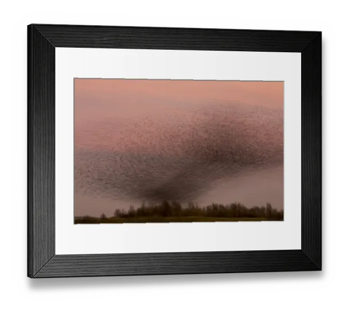 Framed Print : Common Starling (Sturnus vulgaris) flock, in roosting flight at sunset, blurred movement, Derbyshire, England, December Framed Print : Common Starling (Sturnus vulgaris) flock, in roosting flight at sunset, blurred movement, Derbyshire, England, December