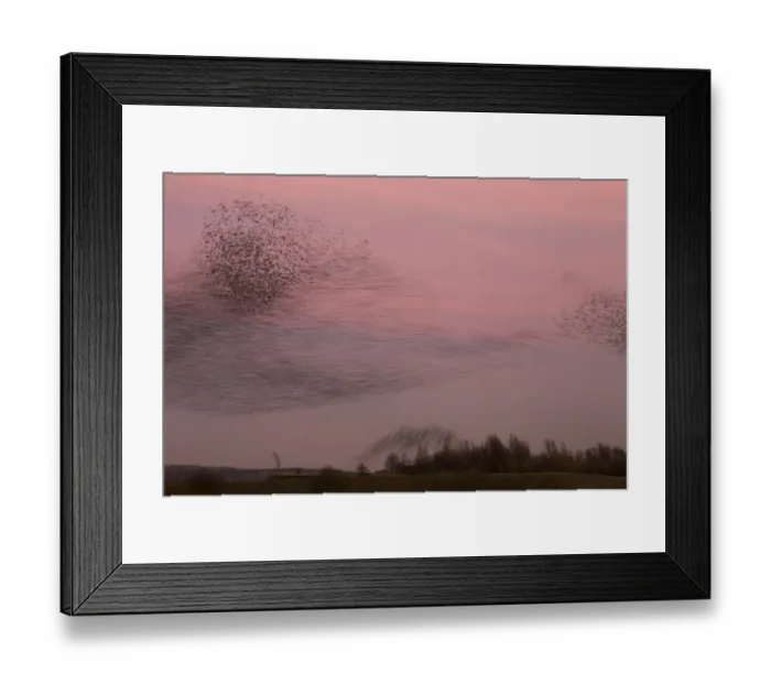 Framed Print : Common Starling (Sturnus vulgaris) flock, in roosting flight at sunset, blurred movement, Derbyshire, England, December Framed Print : Common Starling (Sturnus vulgaris) flock, in roosting flight at sunset, blurred movement, Derbyshire, England, December