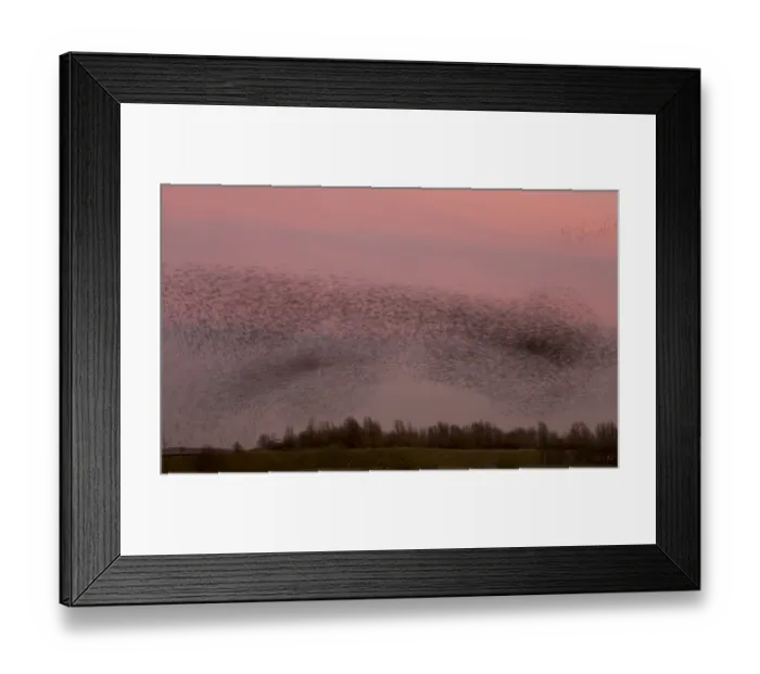Framed Print : Common Starling (Sturnus vulgaris) flock, in roosting flight at sunset, blurred movement, Derbyshire, England, December Framed Print : Common Starling (Sturnus vulgaris) flock, in roosting flight at sunset, blurred movement, Derbyshire, England, December