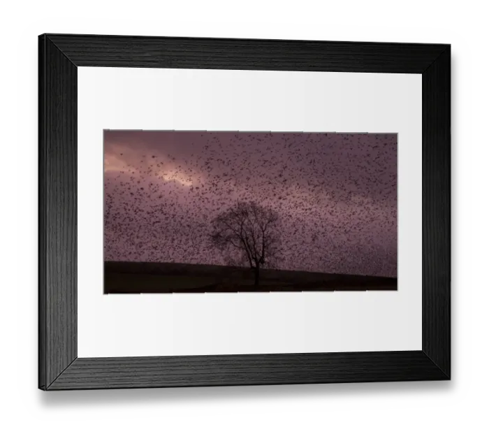 Framed Print : Common Starling (Sturnus vulgaris) flock, in roosting flight at sunset, Derbyshire, England, December Framed Print : Common Starling (Sturnus vulgaris) flock, in roosting flight at sunset, Derbyshire, England, December