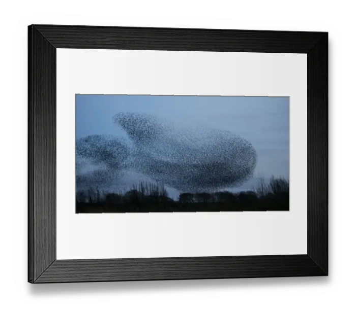 Framed Print : Common Starling (Sturnus vulgaris) flock, in roosting flight at dusk, Derbyshire, England, February Framed Print : Common Starling (Sturnus vulgaris) flock, in roosting flight at dusk, Derbyshire, England, February