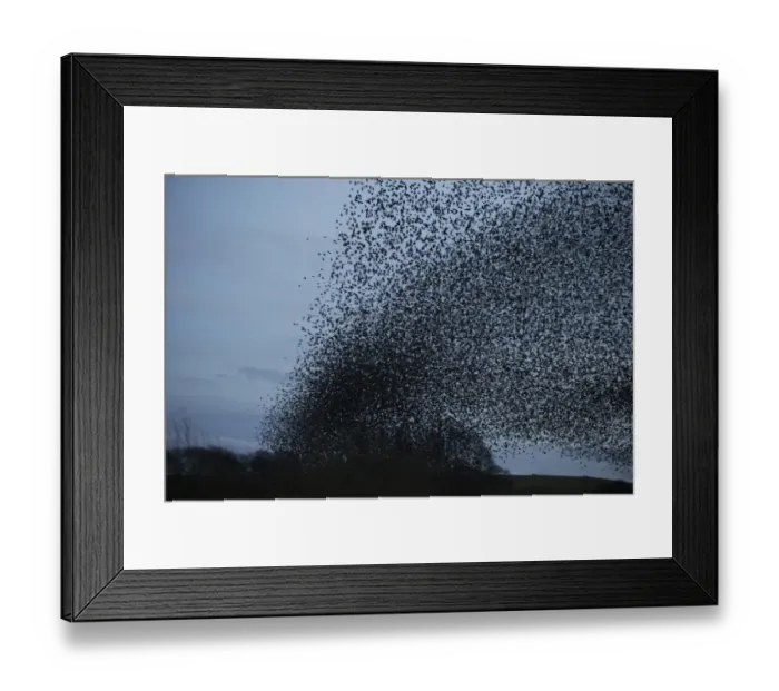 Framed Print : Common Starling (Sturnus vulgaris) flock, in roosting flight at dusk, Derbyshire, England, February Framed Print : Common Starling (Sturnus vulgaris) flock, in roosting flight at dusk, Derbyshire, England, February