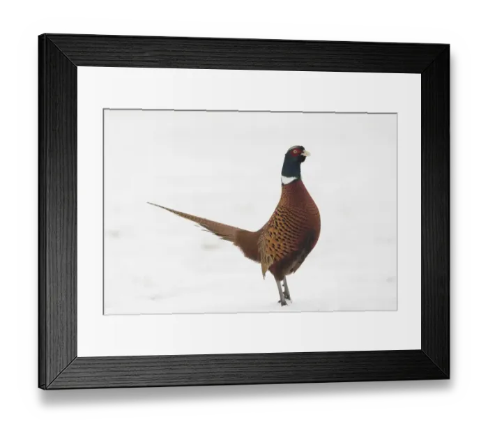Framed Print : Common Pheasant (Phasianus colchicus) adult male, standing on snow, Yorkshire, England Framed Print : Common Pheasant (Phasianus colchicus) adult male, standing on snow, Yorkshire, England
