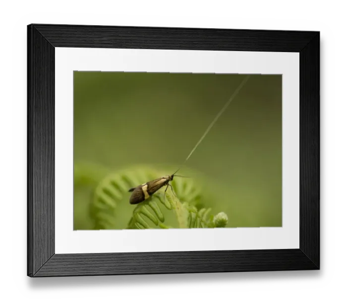 Framed Print : Longhorn Moth (Nemophora degeerella) adult, resting on fern frond, Sheffield, South Yorkshire, England, July Framed Print : Longhorn Moth (Nemophora degeerella) adult, resting on fern frond, Sheffield, South Yorkshire, England, July