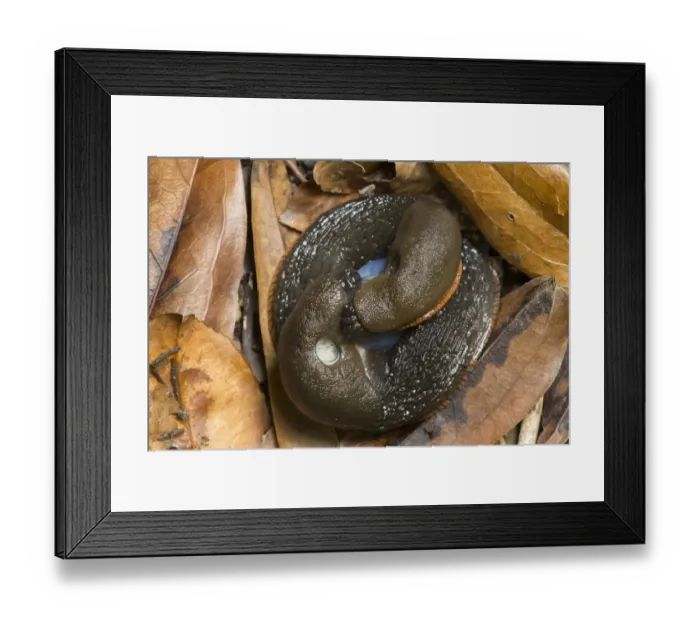 Framed Print : Red Slug (Arion rufus) adult pair, mating amongst fallen leaves, Sheffield, South Yorkshire, England, August Framed Print : Red Slug (Arion rufus) adult pair, mating amongst fallen leaves, Sheffield, South Yorkshire, England, August