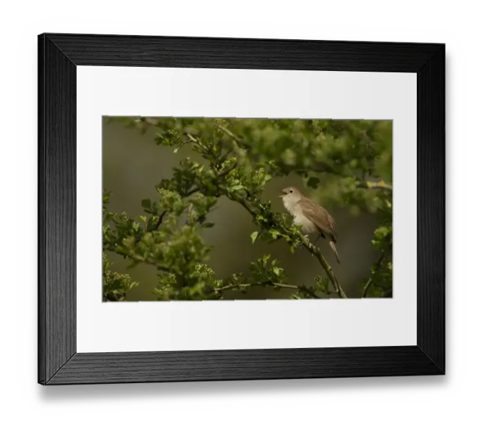 Framed Print : Common Nightingale (Luscinia megarhynchos) adult male, singing, perched on twig in scrub, Lincolnshire, England, April Framed Print : Common Nightingale (Luscinia megarhynchos) adult male, singing, perched on twig in scrub, Lincolnshire, England, April