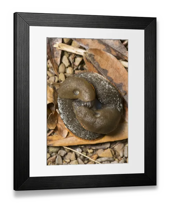 Framed Print : Red Slug (Arion rufus) adult pair, mating amongst fallen leaves, Sheffield, South Yorkshire, England, August Framed Print : Red Slug (Arion rufus) adult pair, mating amongst fallen leaves, Sheffield, South Yorkshire, England, August