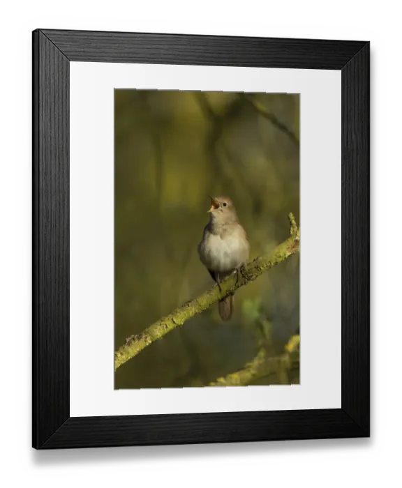 Framed Print : Common Nightingale (Luscinia megarhynchos) adult male, singing, perched on twig in scrub, Lincolnshire, England, April Framed Print : Common Nightingale (Luscinia megarhynchos) adult male, singing, perched on twig in scrub, Lincolnshire, England, April