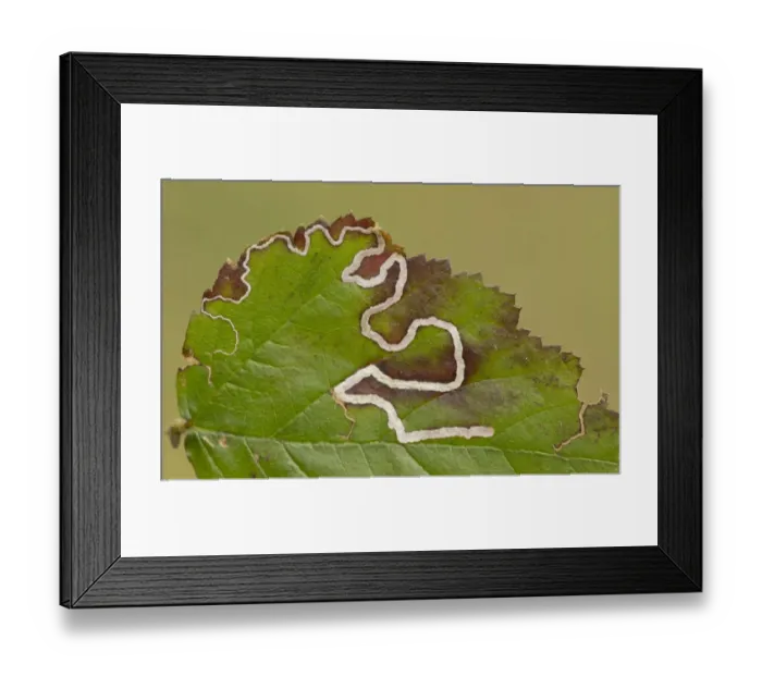 Framed Print : Leaf Mine Moth (Stigmella aurella) larval mines in bramble leaf, Yorkshire, England, May Framed Print : Leaf Mine Moth (Stigmella aurella) larval mines in bramble leaf, Yorkshire, England, May