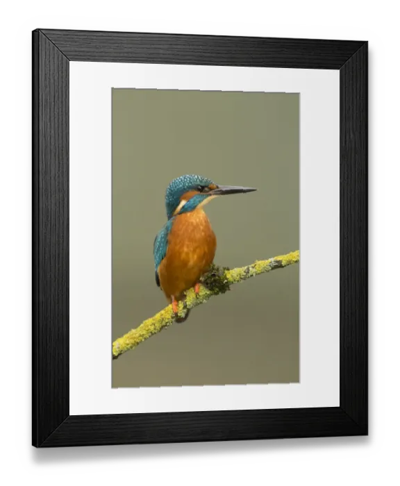 Framed Print : Common Kingfisher (Alcedo atthis) adult male, perched on lichen cover twig, Worcestershire, England, October Framed Print : Common Kingfisher (Alcedo atthis) adult male, perched on lichen cover twig, Worcestershire, England, October