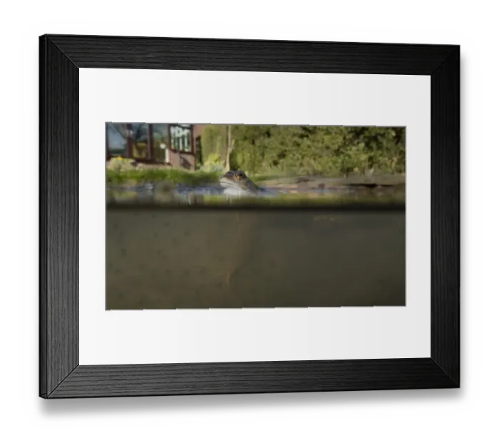 Framed Print : Common Frog (Rana temporaria) adult, spawning in garden pond, Yorkshire, England, March