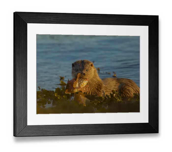 Framed Print : European Otter (Lutra lutra) adult female, feeding on Father Lasher (Myoxocephalus scorpius) in sea, Isle of Mull Framed Print : European Otter (Lutra lutra) adult female, feeding on Father Lasher (Myoxocephalus scorpius) in sea, Isle of Mull