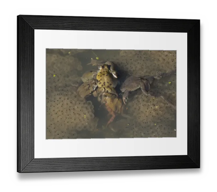 Framed Print : Common Frog (Rana temporaria) adult males, group attempting to mate with single female, in mating ball Framed Print : Common Frog (Rana temporaria) adult males, group attempting to mate with single female, in mating ball