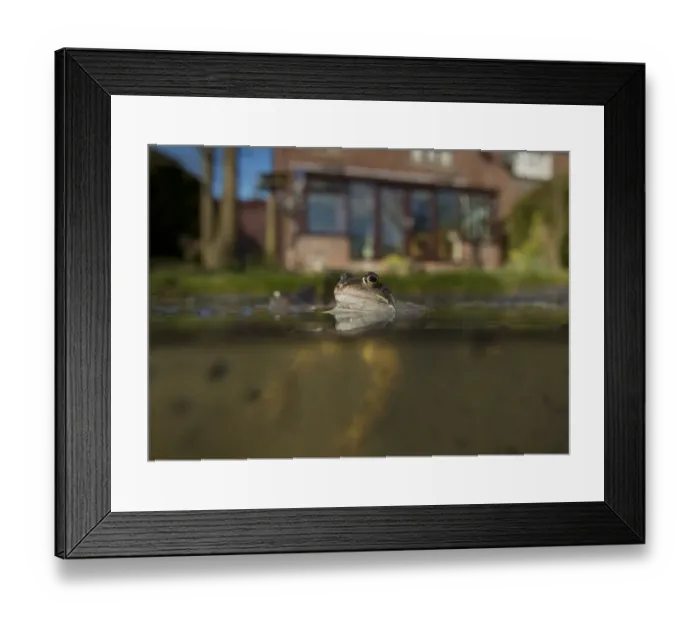 Framed Print : Common Frog (Rana temporaria) adults, spawning in garden pond, Yorkshire, England, March Framed Print : Common Frog (Rana temporaria) adults, spawning in garden pond, Yorkshire, England, March
