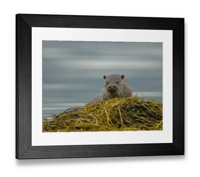 Framed Print : European Otter (Lutra lutra) adult male, looking over seaweed, Isle of Mull, Inner Hebrides, Scotland, September