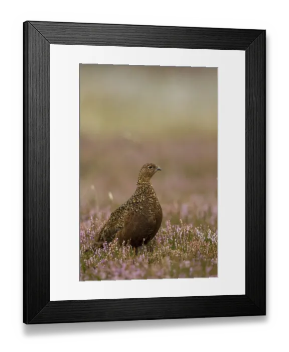 Framed Print : Red Grouse (Lagopus lagopus scoticus) adult female, standing in flowering heather on moorland, Peak District N. P