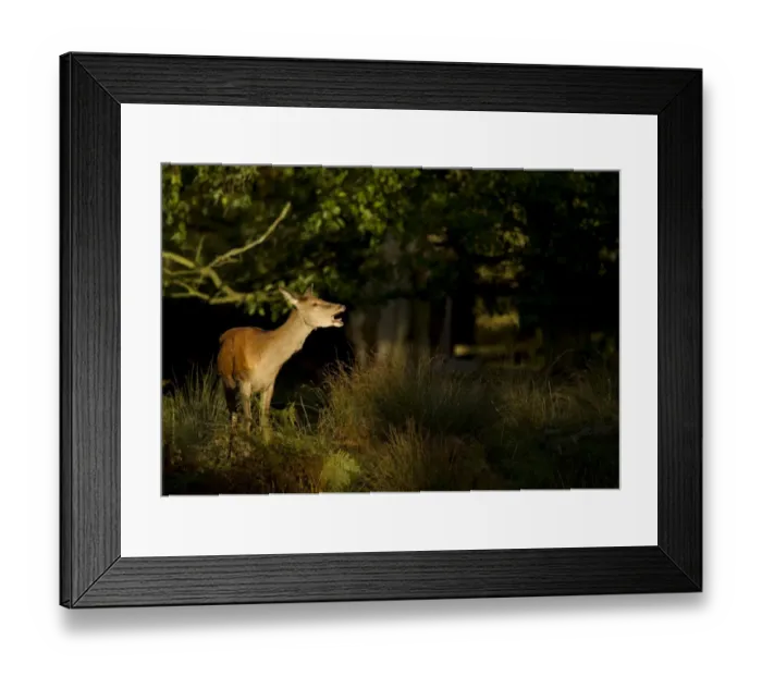 Framed Print : Red Deer (Cervus elaphus) hind, calling, standing in woodland, Bradgate Park, Leicestershire, England, October Framed Print : Red Deer (Cervus elaphus) hind, calling, standing in woodland, Bradgate Park, Leicestershire, England, October