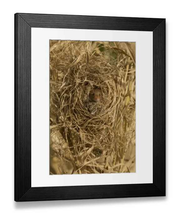 Framed Print : Harvest Mouse (Micromys minutus) adult female, at breeding nest in Canarygrass (Phalaris sp. ), Yorkshire, England Framed Print : Harvest Mouse (Micromys minutus) adult female, at breeding nest in Canarygrass (Phalaris sp. ), Yorkshire, England