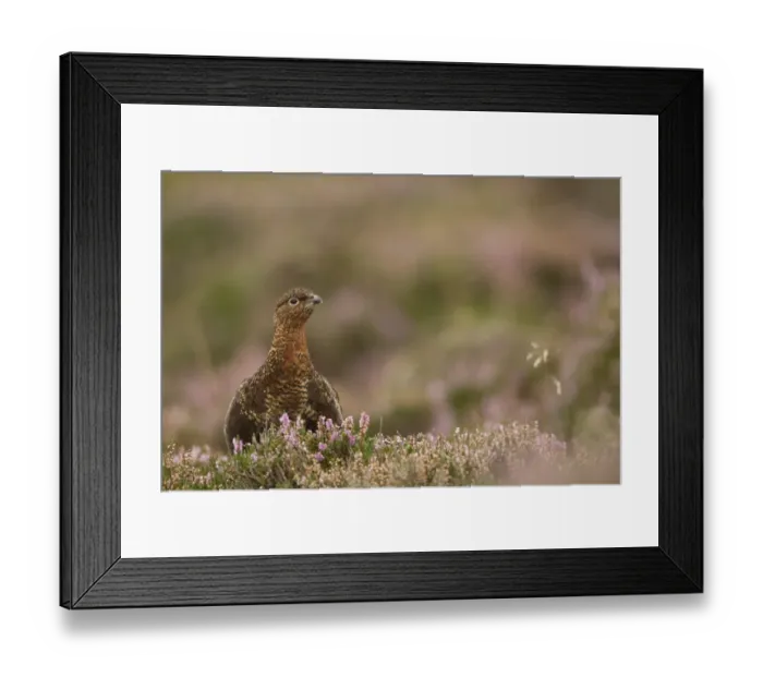 Framed Print : Red Grouse (Lagopus lagopus scoticus) adult female, standing in flowering heather on moorland, Peak District N. P Framed Print : Red Grouse (Lagopus lagopus scoticus) adult female, standing in flowering heather on moorland, Peak District N. P