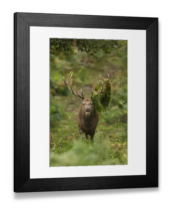 Framed Print : Red Deer (Cervus elaphus) stag, roaring, with bracken on antlers, during rutting season, Bradgate Park, Leicestershire Framed Print : Red Deer (Cervus elaphus) stag, roaring, with bracken on antlers, during rutting season, Bradgate Park, Leicestershire