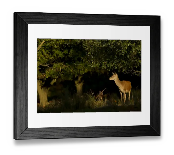 Framed Print : Red Deer (Cervus elaphus) hind, standing in woodland, Bradgate Park, Leicestershire, England, October Framed Print : Red Deer (Cervus elaphus) hind, standing in woodland, Bradgate Park, Leicestershire, England, October