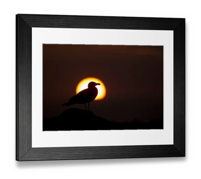 Framed Print : Lesser Black-backed Gull (Larus fuscus) adult, silhouetted at sunset, Saltee Islands, County Wexford, Ireland, April Framed Print : Lesser Black-backed Gull (Larus fuscus) adult, silhouetted at sunset, Saltee Islands, County Wexford, Ireland, April