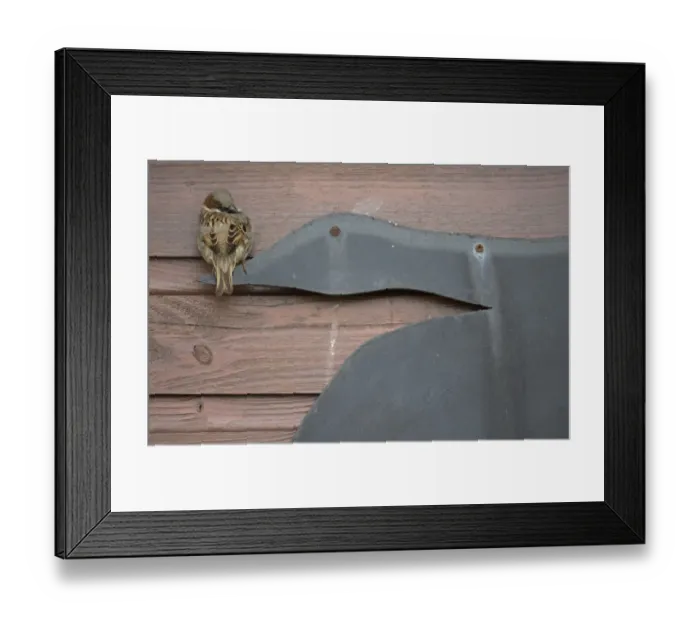 Framed Print : House Sparrow (Passer domesticus) adult male, perched on sign fixed to wooden building, Ireland, April Framed Print : House Sparrow (Passer domesticus) adult male, perched on sign fixed to wooden building, Ireland, April