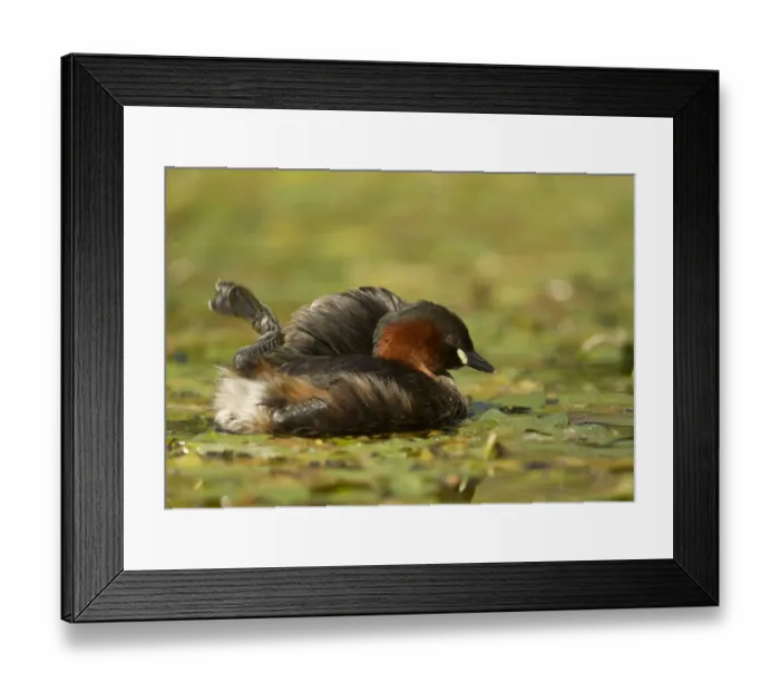 Framed Print : Little Grebe (Tachybaptus ruficollis) adult, preening on water, Peak District N. P. Derbyshire, England, September Framed Print : Little Grebe (Tachybaptus ruficollis) adult, preening on water, Peak District N. P. Derbyshire, England, September