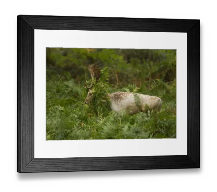 Framed Print : Fallow Deer (Dama dama) buck, thrashing bracken with antlers, during rutting season, Leicestershire, England, October Framed Print : Fallow Deer (Dama dama) buck, thrashing bracken with antlers, during rutting season, Leicestershire, England, October