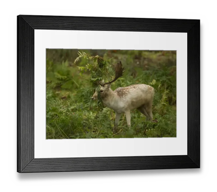 Framed Print : Fallow Deer (Dama dama) buck, thrashing bracken with antlers, during rutting season, Leicestershire, England, October Framed Print : Fallow Deer (Dama dama) buck, thrashing bracken with antlers, during rutting season, Leicestershire, England, October