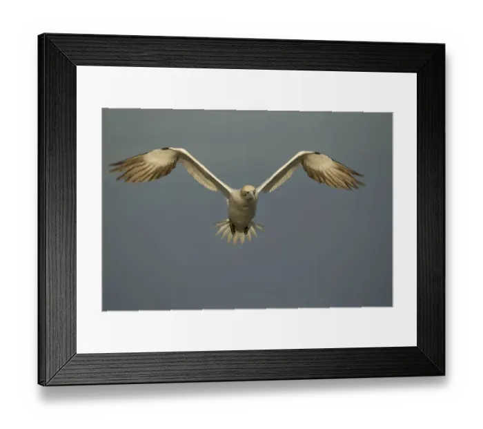 Framed Print : Northern Gannet (Morus bassanus) adult, in flight, Saltee Islands, County Wexford, Ireland, April
