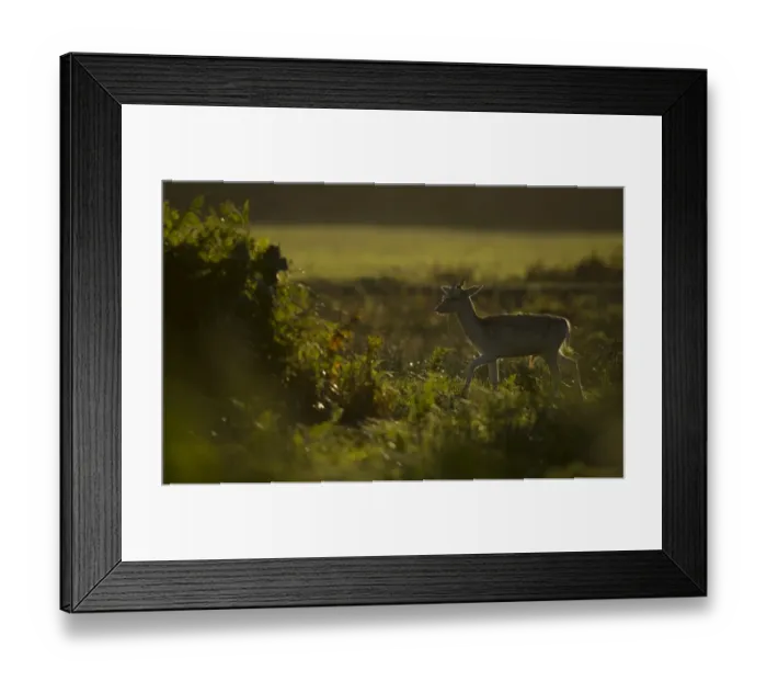 Framed Print : Fallow Deer (Dama dama) young buck, walking amongst bracken, backlit at dawn, during rutting season, Leicestershire Framed Print : Fallow Deer (Dama dama) young buck, walking amongst bracken, backlit at dawn, during rutting season, Leicestershire