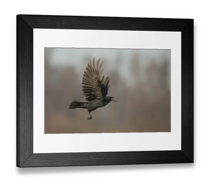 Framed Print : Common Raven (Corvus corax) adult, in flight, calling, Poland, February Framed Print : Common Raven (Corvus corax) adult, in flight, calling, Poland, February