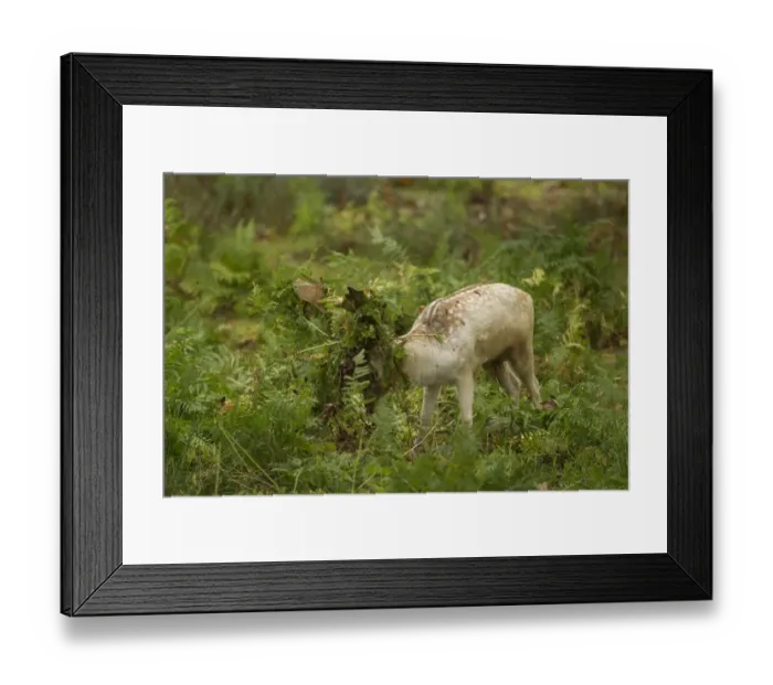 Framed Print : Fallow Deer (Dama dama) buck, thrashing bracken with antlers, during rutting season, Leicestershire, England, October Framed Print : Fallow Deer (Dama dama) buck, thrashing bracken with antlers, during rutting season, Leicestershire, England, October