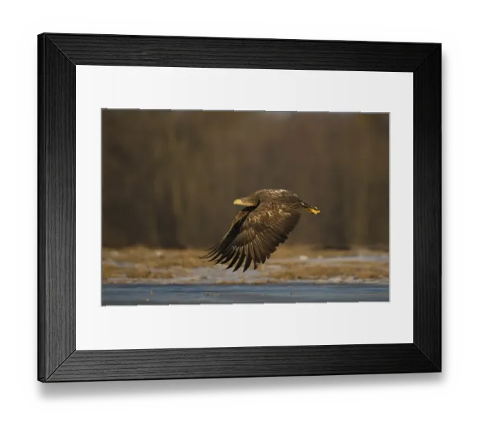 Framed Print : White-tailed Eagle (Haliaeetus albicilla) immature, in flight over ice, Poland, February