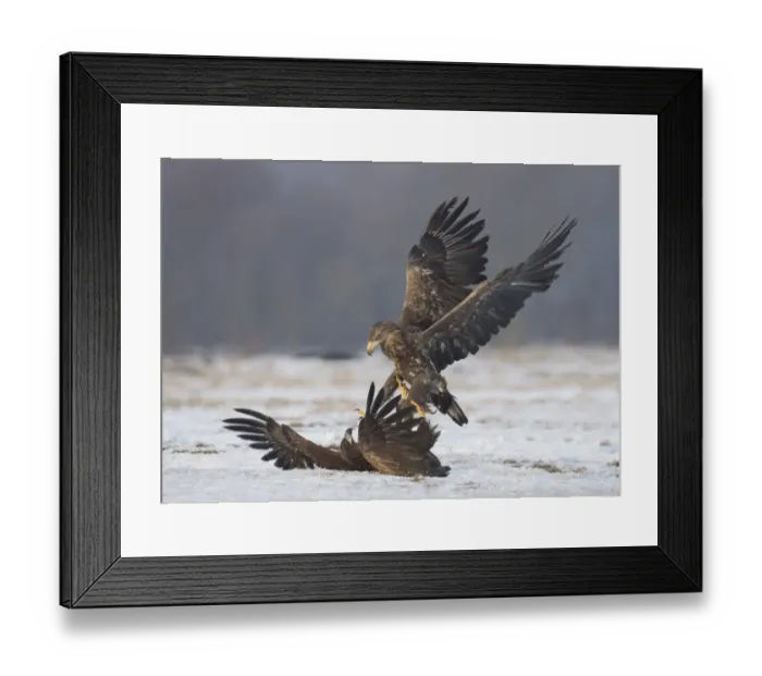 Framed Print : White-tailed Eagle (Haliaeetus albicilla) two immatures, fighting on snow, Poland, February