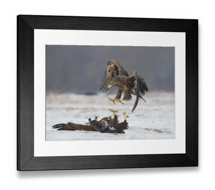 Framed Print : White-tailed Eagle (Haliaeetus albicilla) two immatures, fighting on snow, Poland, February Framed Print : White-tailed Eagle (Haliaeetus albicilla) two immatures, fighting on snow, Poland, February