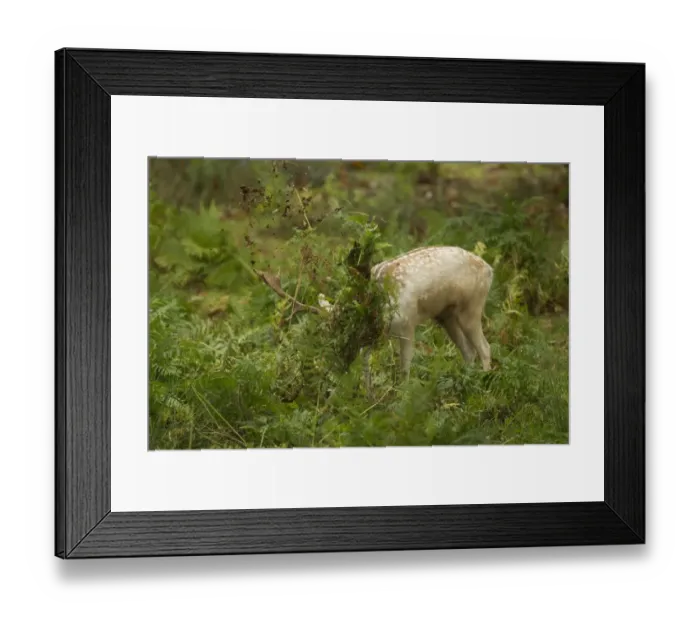 Framed Print : Fallow Deer (Dama dama) buck, thrashing bracken with antlers, during rutting season, Leicestershire, England, October Framed Print : Fallow Deer (Dama dama) buck, thrashing bracken with antlers, during rutting season, Leicestershire, England, October