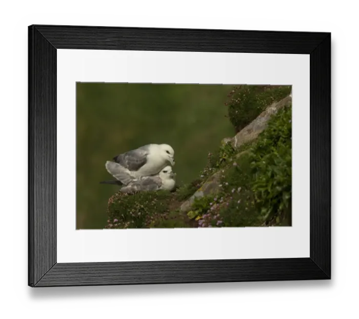 Framed Print : Northern Fulmar (Fulmarus glacialis) adult pair, mating on ledge, Saltee Islands, County Wexford, Ireland, April