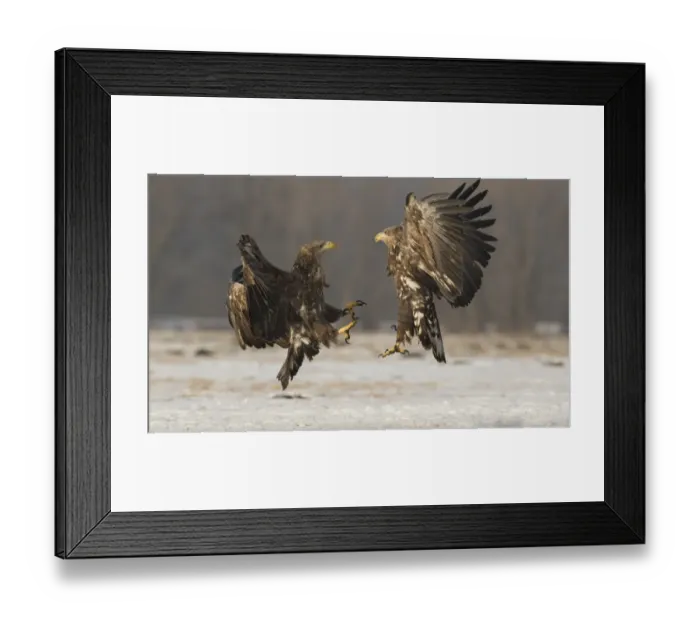 Framed Print : White-tailed Eagle (Haliaeetus albicilla) two immatures, in flight, fighting over snow, Poland, February