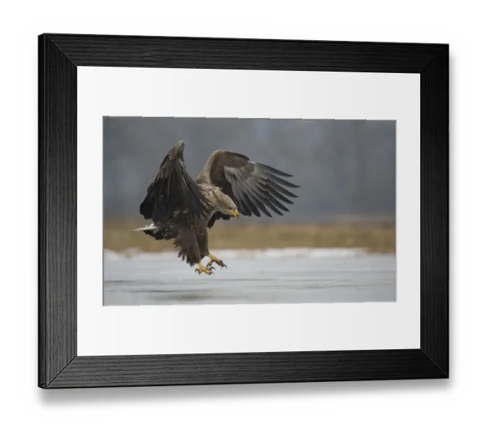 Framed Print : White-tailed Eagle (Haliaeetus albicilla) adult, in flight, landing on ice, Poland, February