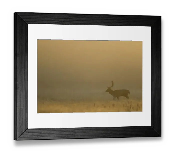 Framed Print : Fallow Deer (Dama dama) buck, walking in mist at dawn, during rutting season, Leicestershire, England, November Framed Print : Fallow Deer (Dama dama) buck, walking in mist at dawn, during rutting season, Leicestershire, England, November