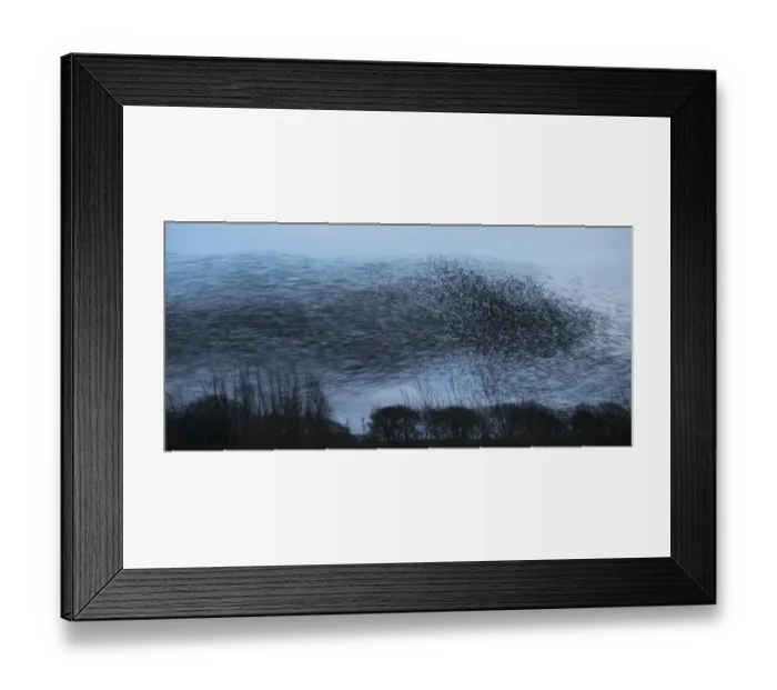 Framed Print : Common Starling (Sturnus vulgaris) flock, in roosting flight at dusk, blurred movement, Derbyshire, England, February Framed Print : Common Starling (Sturnus vulgaris) flock, in roosting flight at dusk, blurred movement, Derbyshire, England, February